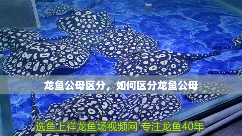 龍魚公母區(qū)分，如何區(qū)分龍魚公母
