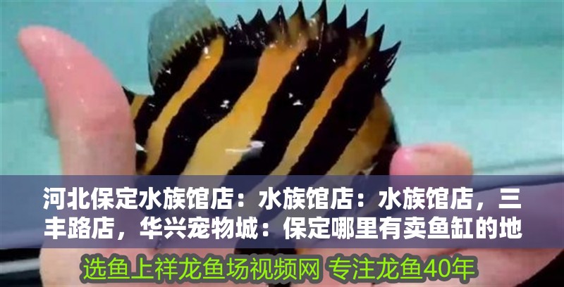 河北保定水族館店：水族館店：水族館店，三豐路店，華興寵物城：保定哪里有賣魚缸的地方？