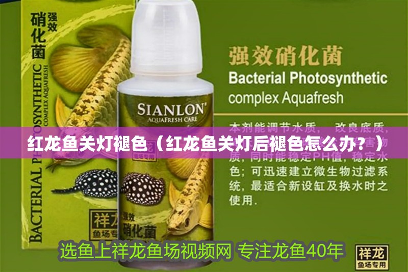 紅龍魚關燈褪色（紅龍魚關燈后褪色怎么辦？）
