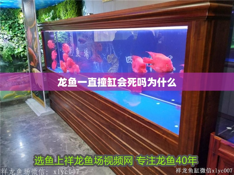 龍魚一直撞缸會(huì)死嗎為什么