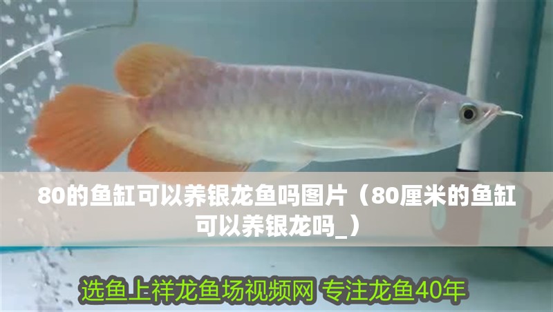 80的魚缸可以養銀龍魚嗎圖片（80厘米的魚缸可以養銀龍嗎_）