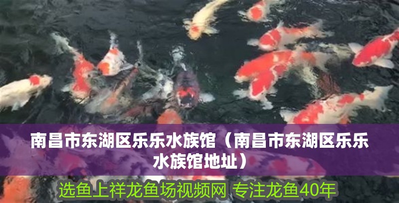 南昌市東湖區(qū)樂樂水族館（南昌市東湖區(qū)樂樂水族館地址） 南昌市東湖區(qū)樂樂水族館（南昌市東湖區(qū)樂樂水族館地址） 全國水族館企業(yè)名錄