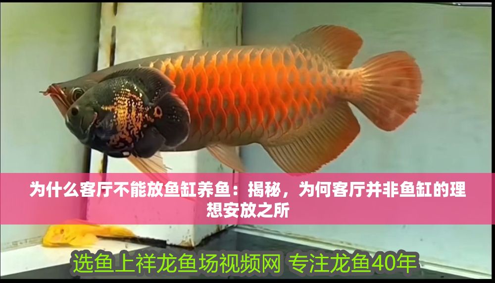 為什么客廳不能放魚(yú)缸養(yǎng)魚(yú)：揭秘，為何客廳并非魚(yú)缸的理想安放之所