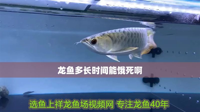 龍魚多長時間能餓死啊