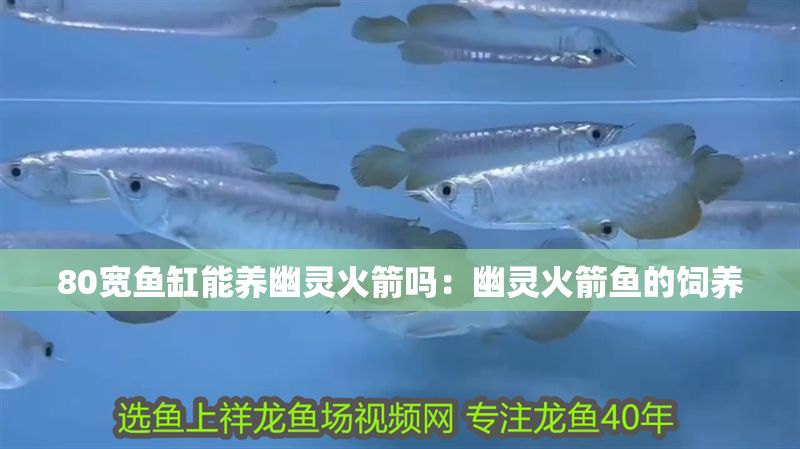 80寬魚缸能養(yǎng)幽靈火箭嗎：幽靈火箭魚的飼養(yǎng)
