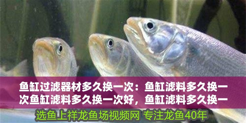 魚(yú)缸過(guò)濾器材多久換一次：魚(yú)缸濾料多久換一次魚(yú)缸濾料多久換一次好，魚(yú)缸濾料多久換一次好