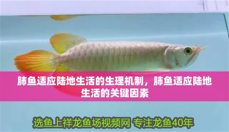 肺魚適應(yīng)陸地生活的生理機(jī)制，肺魚適應(yīng)陸地生活的關(guān)鍵因素