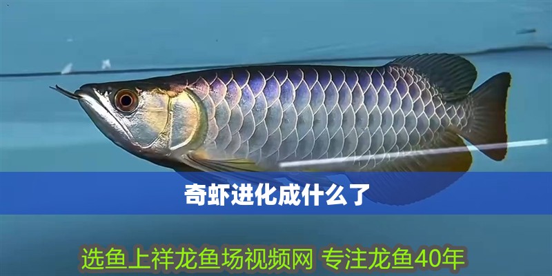 奇蝦進化成什么了