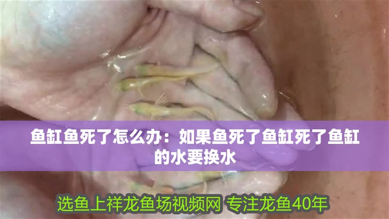 我的虎魚(yú)真菌感染了要怎么處理 魚(yú)缸魚(yú)死了怎么辦:如果魚(yú)死了魚(yú)缸死了魚(yú)缸的水要換水 魚(yú)缸百科 魚(yú)缸魚(yú)死了怎么辦:如果魚(yú)死了魚(yú)缸死了魚(yú)缸的水要換水 魚(yú)缸魚(yú)死了怎么辦:如果魚(yú)死了魚(yú)缸死了魚(yú)缸的水要換水 魚(yú)缸百科