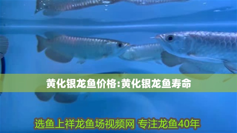 黃化銀龍魚價格:黃化銀龍魚壽命