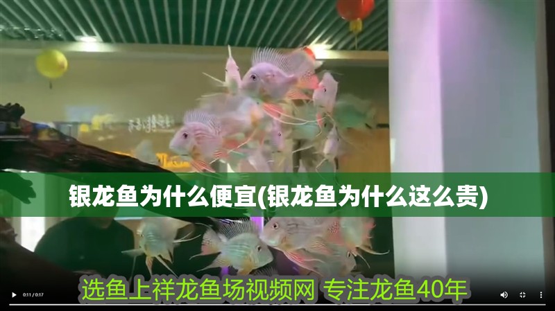銀龍魚為什么便宜(銀龍魚為什么這么貴)
