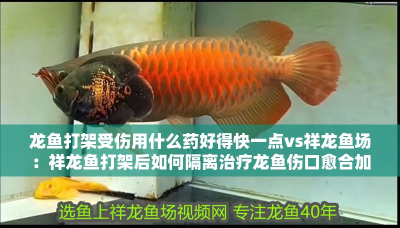 龍魚打架受傷用什么藥好得快一點vs祥龍魚場：祥龍魚打架后如何隔離治療龍魚傷口愈合加速技巧 龍魚打架受傷用什么藥好得快一點vs祥龍魚場：祥龍魚打架后如何隔離治療龍魚傷口愈合加速技巧 vs祥龍魚場 第1張