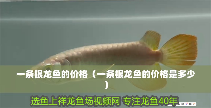 一條銀龍魚的價(jià)格（一條銀龍魚的價(jià)格是多少）