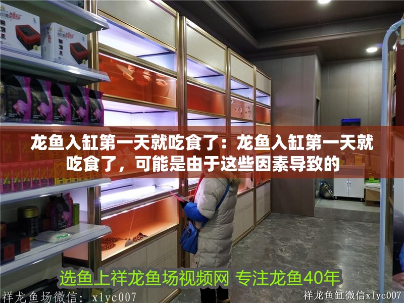 龍魚入缸第一天就吃食了：龍魚入缸第一天就吃食了，可能是由于這些因素導(dǎo)致的