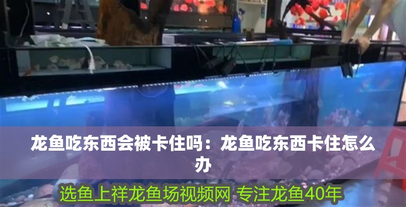 龍魚吃東西會被卡住嗎：龍魚吃東西卡住怎么辦 龍魚吃東西會被卡住嗎：龍魚吃東西卡住怎么辦 龍魚百科