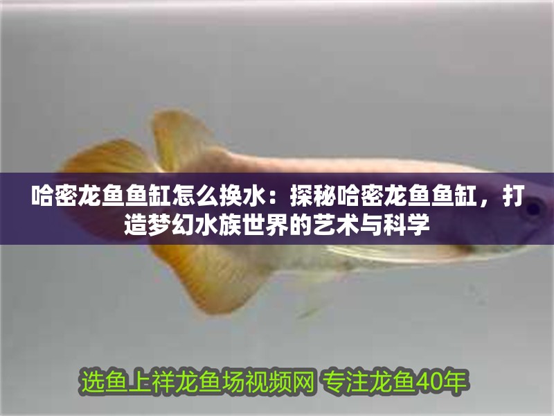 哈密龍魚(yú)魚(yú)缸怎么換水：探秘哈密龍魚(yú)魚(yú)缸，打造夢(mèng)幻水族世界的藝術(shù)與科學(xué)