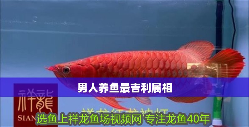 男人養魚最吉利屬相