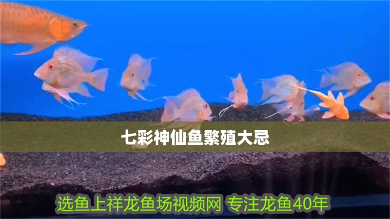 七彩神仙魚繁殖大忌