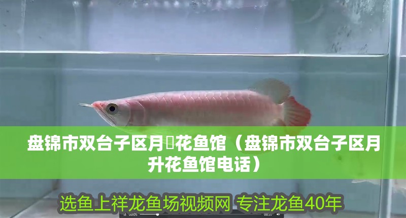 盤錦市雙臺子區月昇花魚館（盤錦市雙臺子區月升花魚館電話）