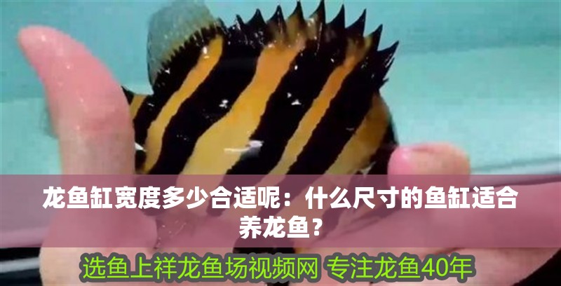 龍魚缸寬度多少合適呢：什么尺寸的魚缸適合養龍魚？
