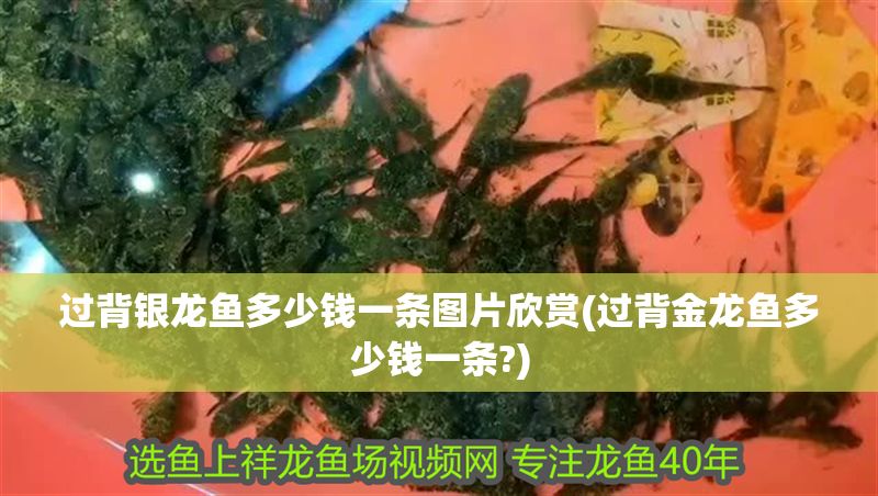過背銀龍魚多少錢一條圖片欣賞(過背金龍魚多少錢一條?) 過背銀龍魚多少錢一條圖片欣賞(過背金龍魚多少錢一條?) 金龍魚百科 第1張
