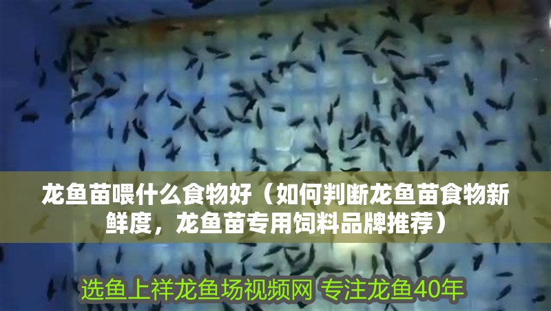 龍魚苗喂什么食物好（如何判斷龍魚苗食物新鮮度，龍魚苗專用飼料品牌推薦）