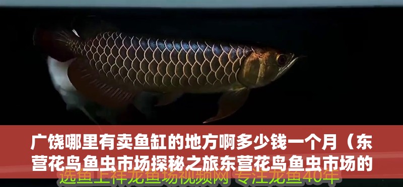 廣饒哪里有賣魚缸的地方啊多少錢一個月（東營花鳥魚蟲市場探秘之旅東營花鳥魚蟲市場的探秘之旅） 廣饒哪里有賣魚缸的地方啊多少錢一個月（東營花鳥魚蟲市場探秘之旅東營花鳥魚蟲市場的探秘之旅） 魚缸百科