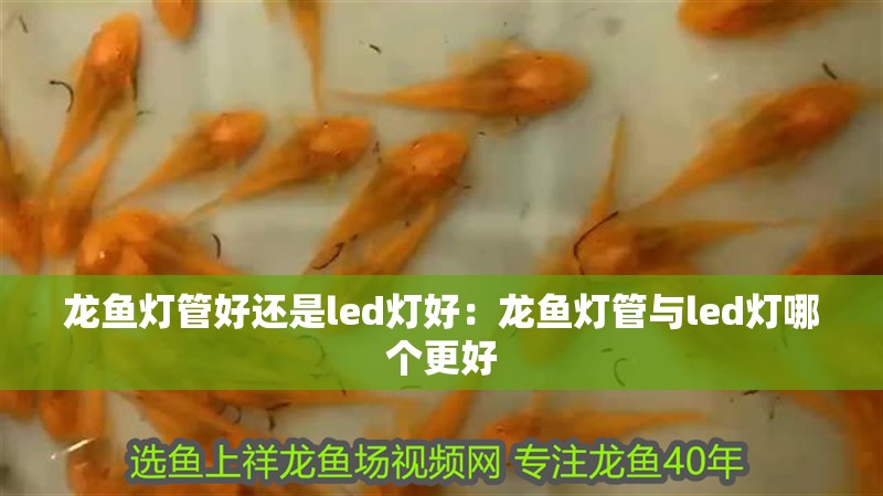 龍魚燈管好還是led燈好：龍魚燈管與led燈哪個更好