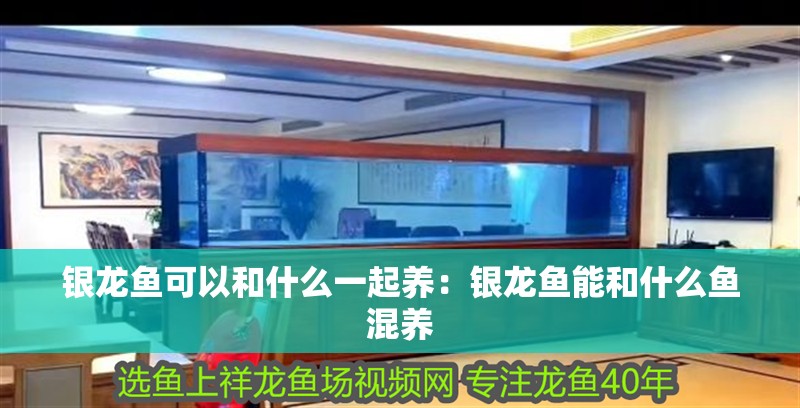 銀龍魚可以和什么一起養(yǎng)：銀龍魚能和什么魚混養(yǎng) 銀龍魚可以和什么一起養(yǎng)：銀龍魚能和什么魚混養(yǎng) 銀龍魚百科