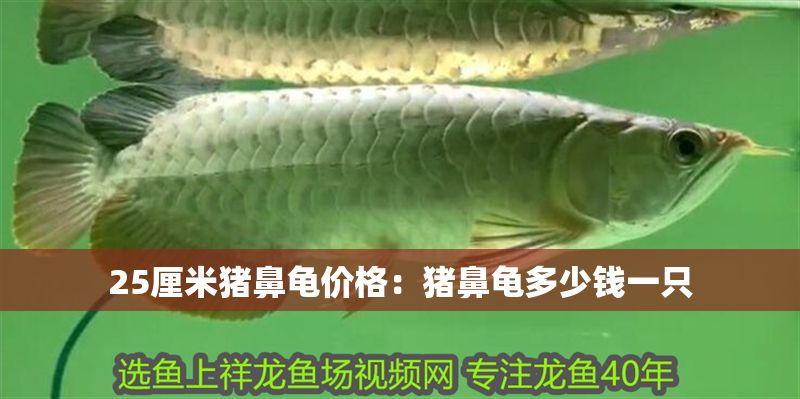 25厘米豬鼻龜價格：豬鼻龜多少錢一只