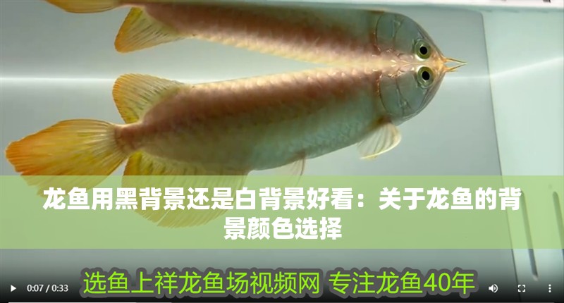 龍魚用黑背景還是白背景好看：關于龍魚的背景顏色選擇