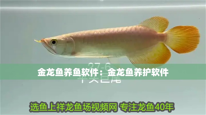 金龍魚養魚軟件：金龍魚養護軟件