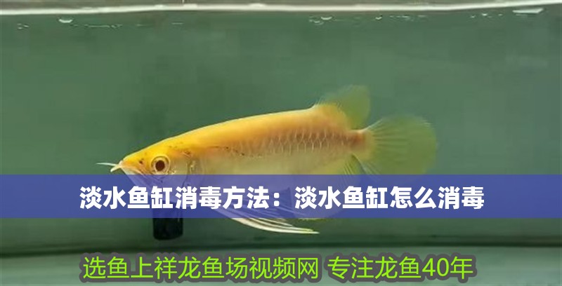 淡水魚缸消毒方法：淡水魚缸怎么消毒