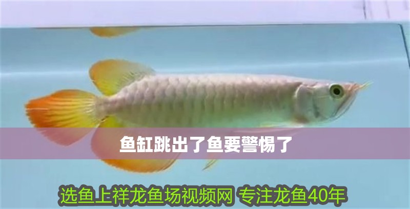 魚缸跳出了魚要警惕了 魚缸跳出了魚要警惕了 龍魚論壇