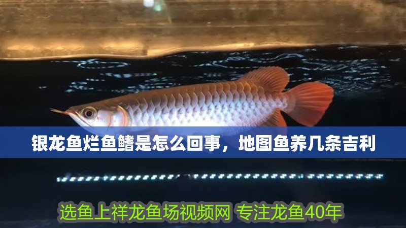 銀龍魚爛魚鰭是怎么回事，地圖魚養幾條吉利