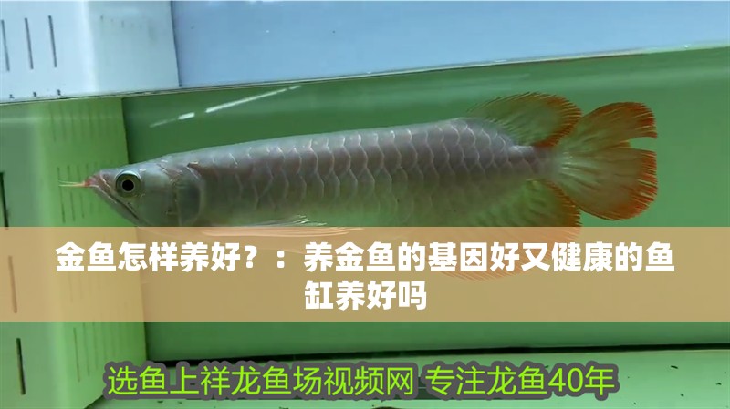 金魚怎樣養(yǎng)好？：養(yǎng)金魚的基因好又健康的魚缸養(yǎng)好嗎