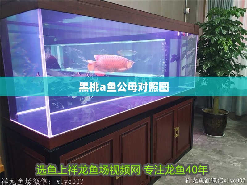 黑桃a魚公母對照圖