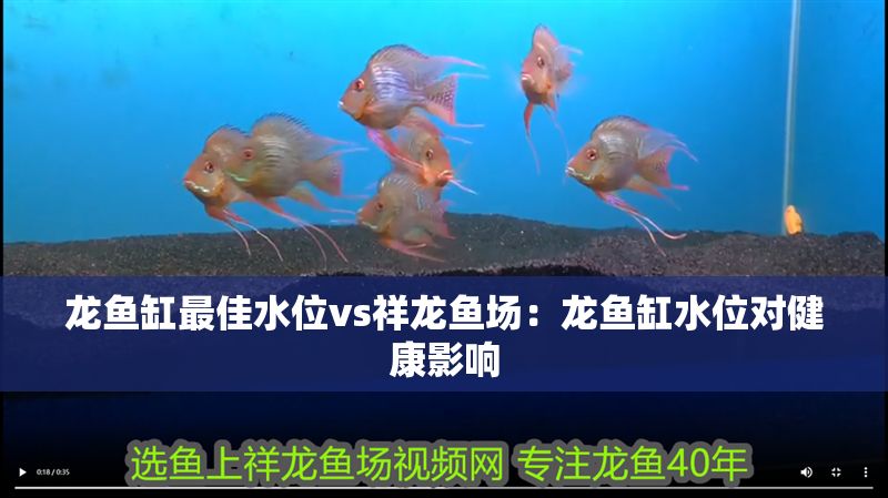 龍魚缸最佳水位vs祥龍魚場：龍魚缸水位對健康影響