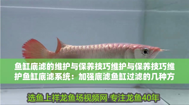 魚缸底濾的維護(hù)與保養(yǎng)技巧維護(hù)與保養(yǎng)技巧維護(hù)魚缸底濾系統(tǒng)：加強(qiáng)底濾魚缸過濾的幾種方法