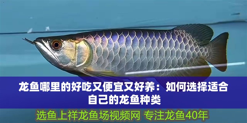 龍魚哪里的好吃又便宜又好養：如何選擇適合自己的龍魚種類