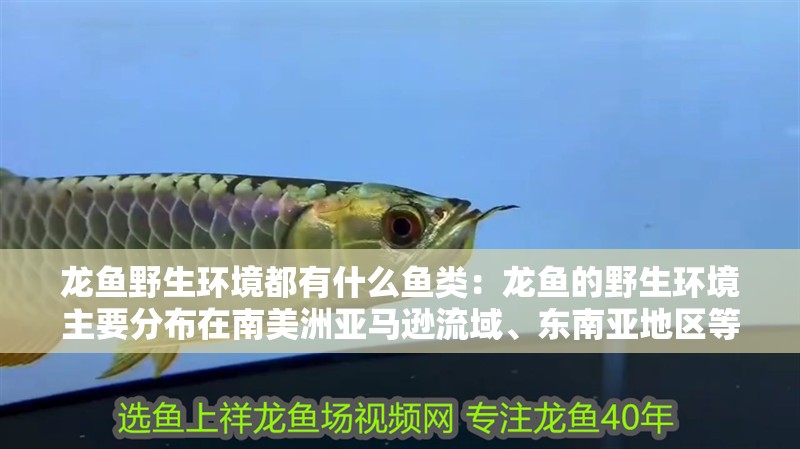 龍魚野生環境都有什么魚類：龍魚的野生環境主要分布在南美洲亞馬遜流域、東南亞地區等地