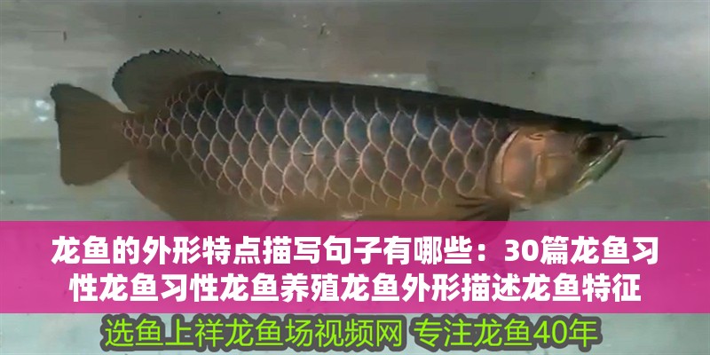 龍魚的外形特點描寫句子有哪些：30篇龍魚習性龍魚習性龍魚養殖龍魚外形描述龍魚特征