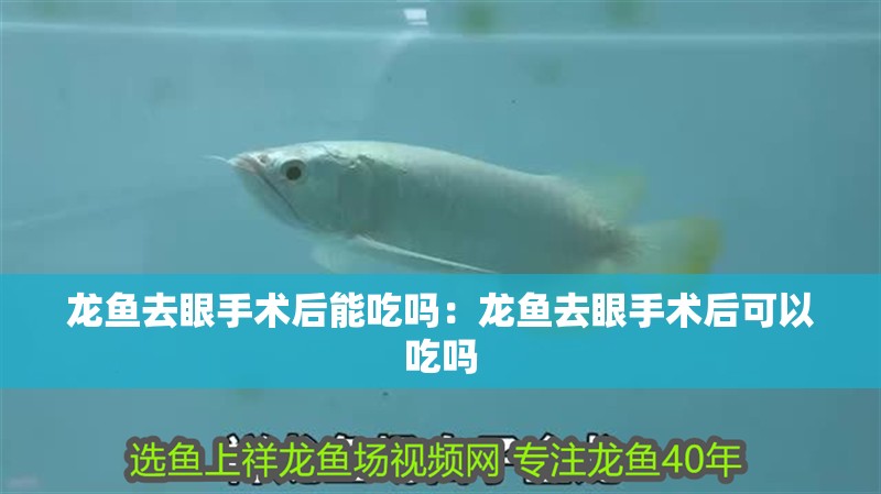 龍魚去眼手術后能吃嗎：龍魚去眼手術后可以吃嗎
