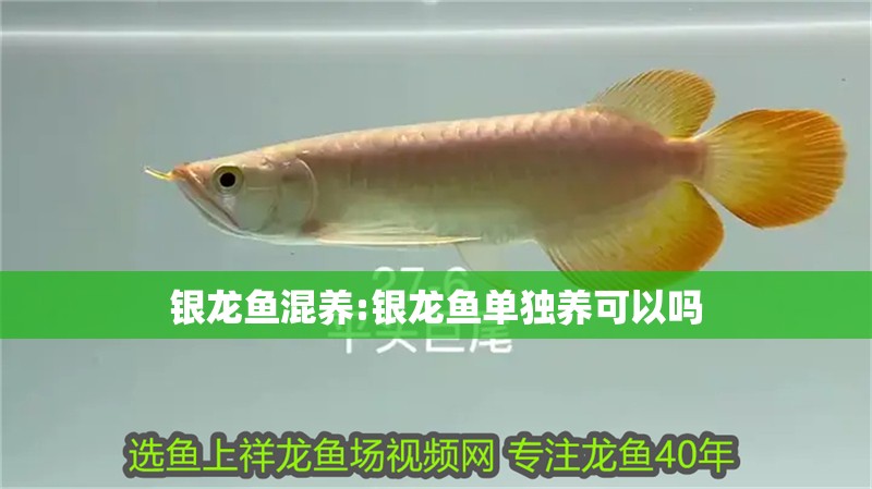 銀龍魚混養:銀龍魚單獨養可以嗎