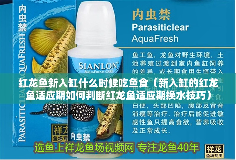 紅龍魚新入缸什么時候吃魚食（新入缸的紅龍魚適應期如何判斷紅龍魚適應期換水技巧）