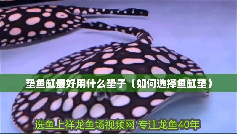 墊魚缸最好用什么墊子（如何選擇魚缸墊） 墊魚缸最好用什么墊子（如何選擇魚缸墊） 魚缸百科