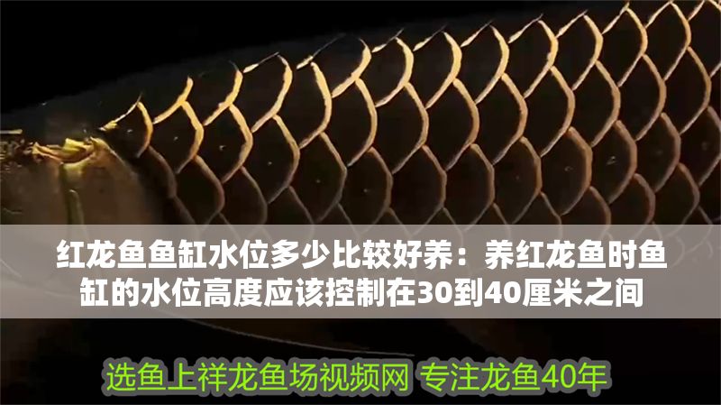 紅龍魚魚缸水位多少比較好養：養紅龍魚時魚缸的水位高度應該控制在30到40厘米之間 紅龍魚魚缸水位多少比較好養：養紅龍魚時魚缸的水位高度應該控制在30到40厘米之間 紅龍魚百科 第1張
