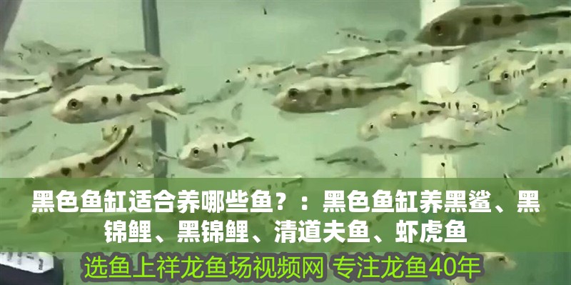 黑色魚缸適合養哪些魚？：黑色魚缸養黑鯊、黑錦鯉、黑錦鯉、清道夫魚、蝦虎魚
