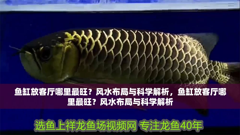 魚缸放客廳哪里最旺？風水布局與科學解析，魚缸放客廳哪里最旺？風水布局與科學解析