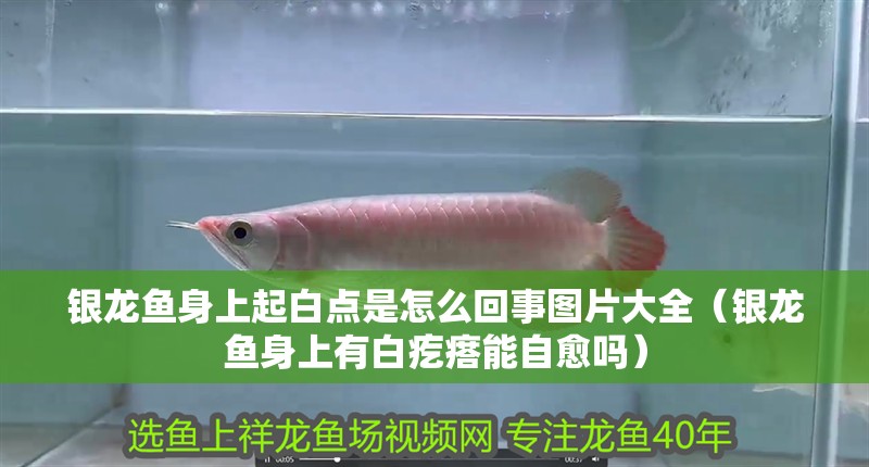 銀龍魚身上起白點是怎么回事圖片大全（銀龍魚身上有白疙瘩能自愈嗎）